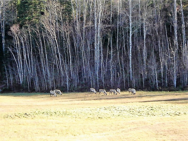 Caribous