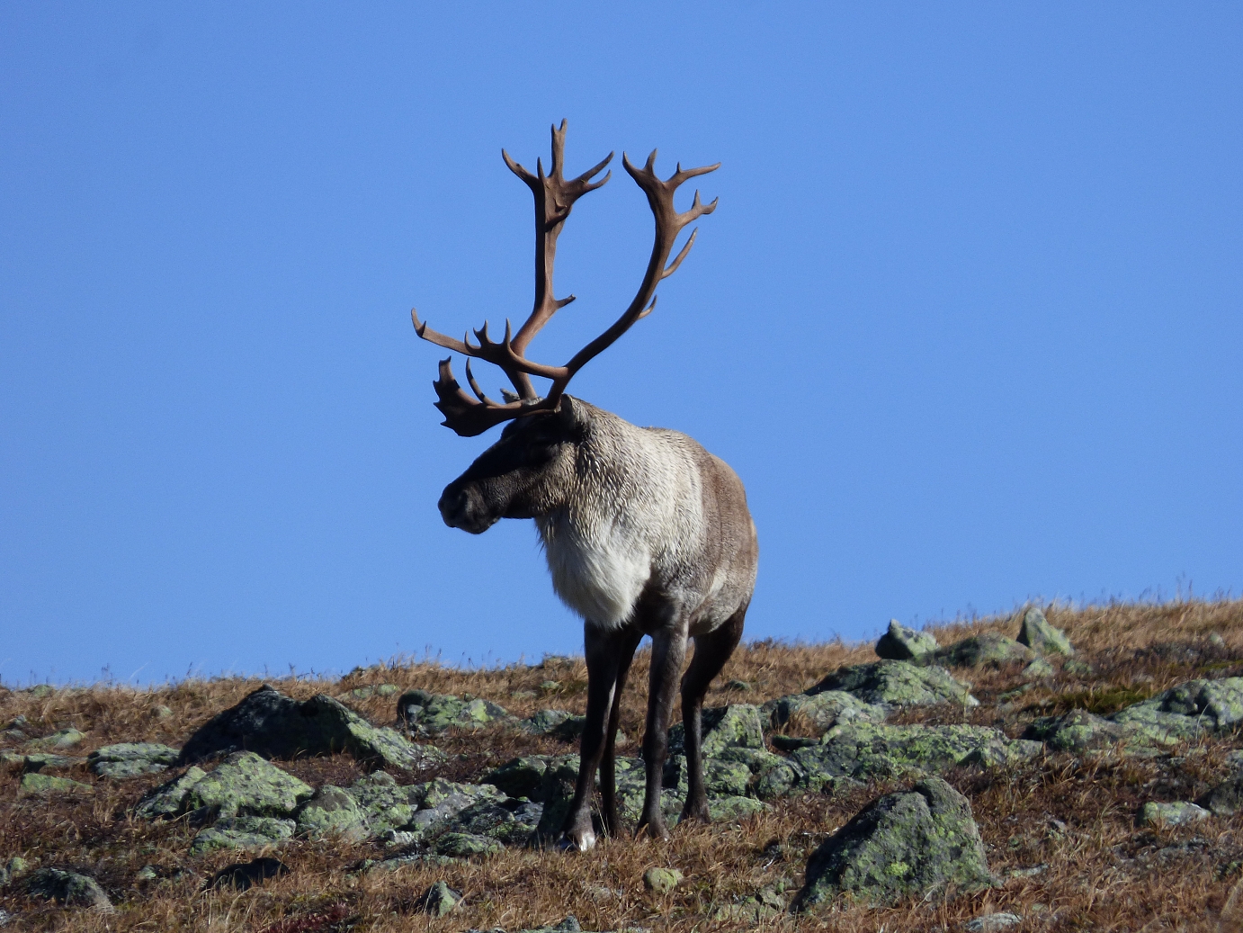 Caribous