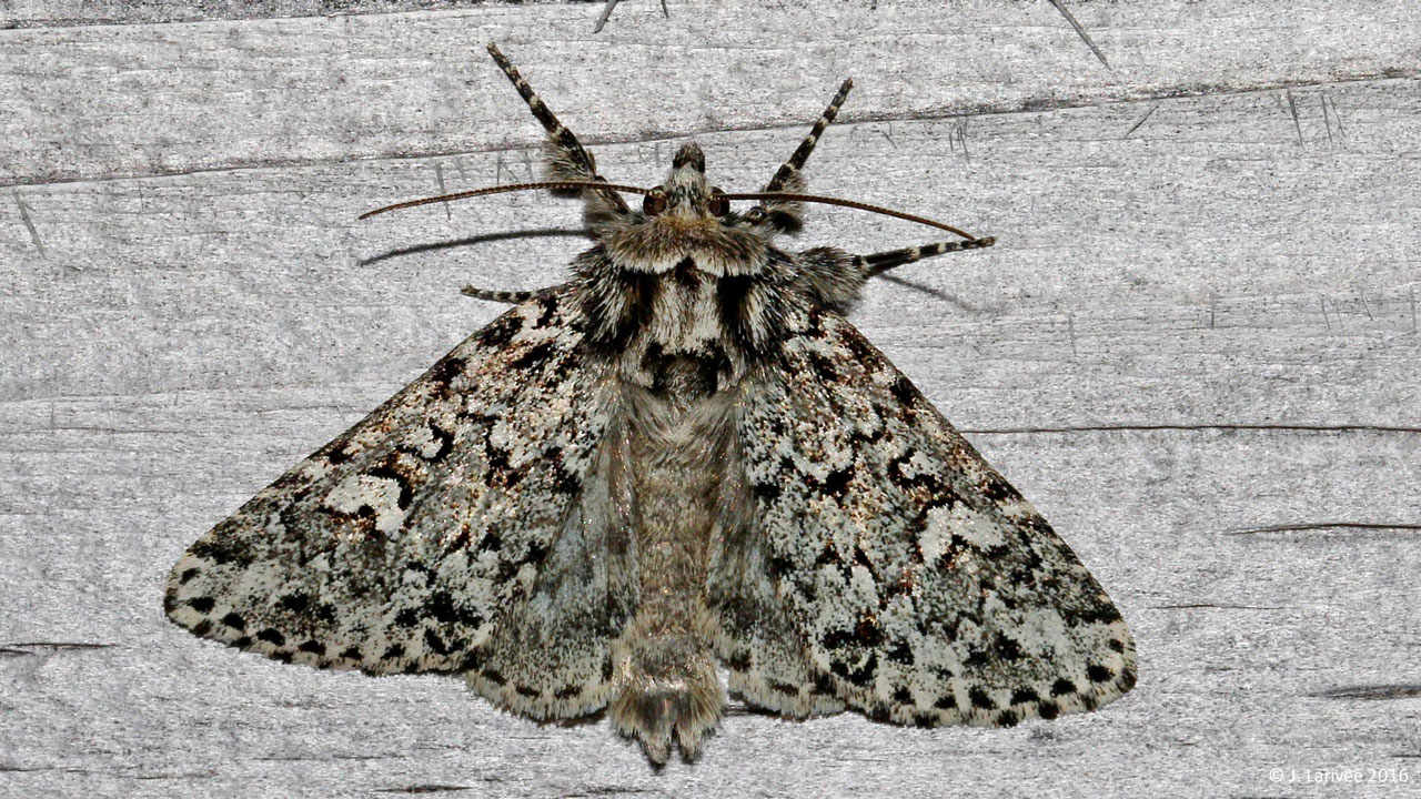 Papillons de nuit 