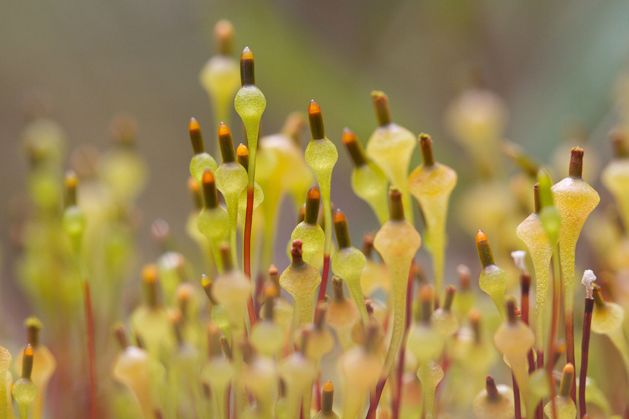 Bryophytes