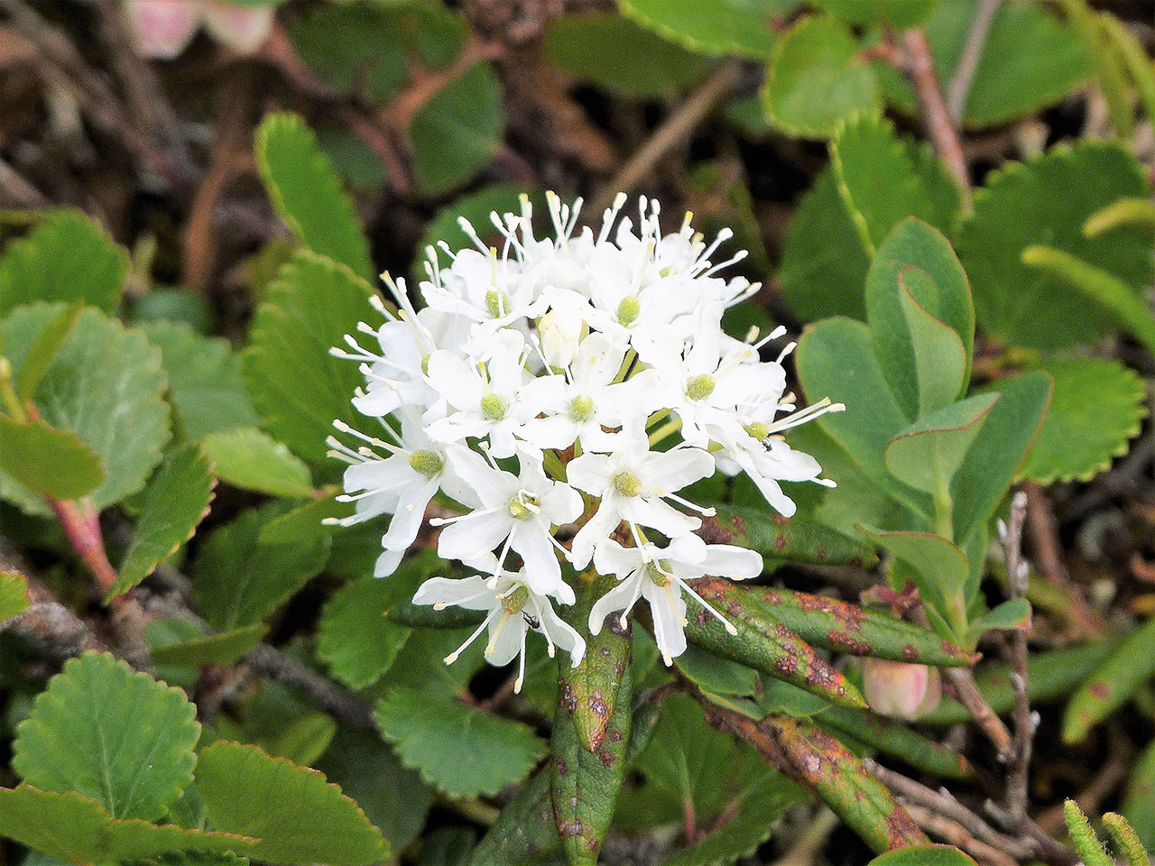 trachéophythes