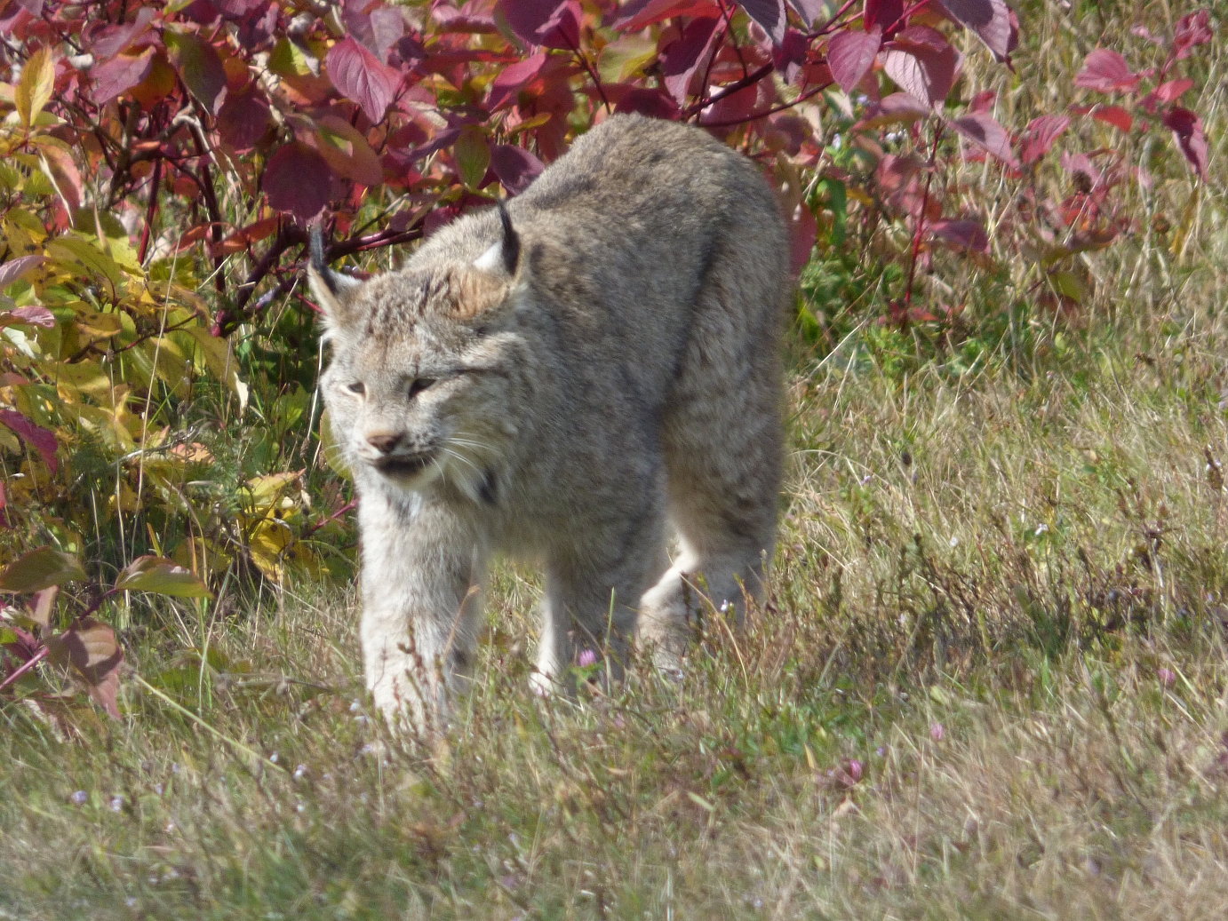 Lynx